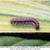 melitaea cinxia larva4a